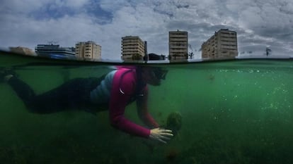 Mar Menor, historia de un colapso