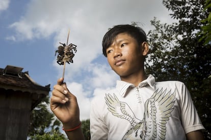 Un niño sujeta una brocheta con tarántulas fritas en el distrito de Svay, provincia de Kampong Thom (Camboya).