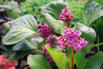 Bergenia