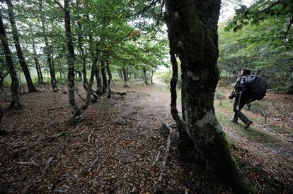 Una caminata de unos 30 minutos por una zona de hayedos. Durante el trayecto, el fotógrafo Mikel Arrazola carga con todo el equipo, que supera los 25 kilos de peso.