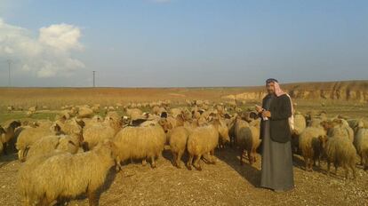Un campesino sirio, con su ganado en el nordeste de Siria.
