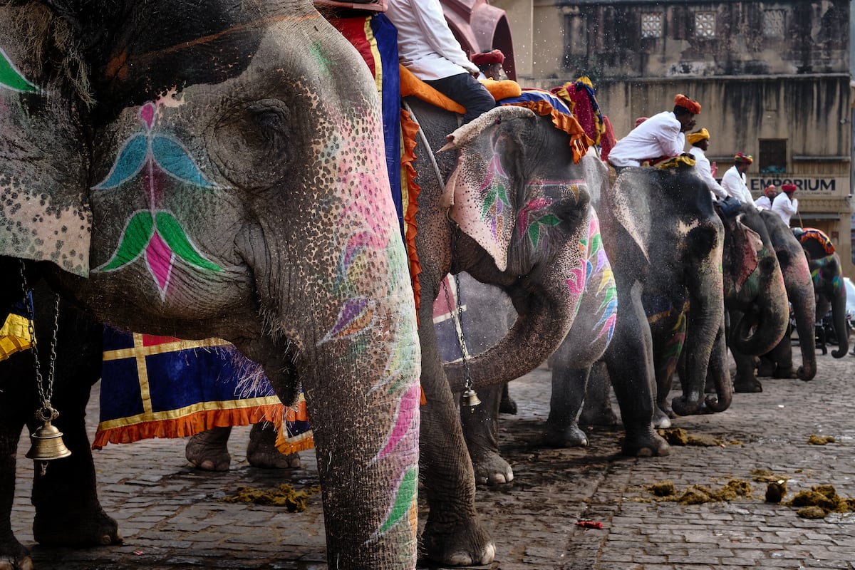 Stressed, sleepless elephants: India's sacred animal succumbs to the pressures of tourism
