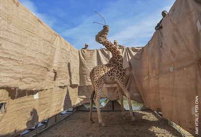 Uma girafa de Rothschild é transportada para um local seguro, em uma barcaça feita sob encomenda, de uma ilha inundada de Longicharo, no Lago Baringo, oeste do Quênia.