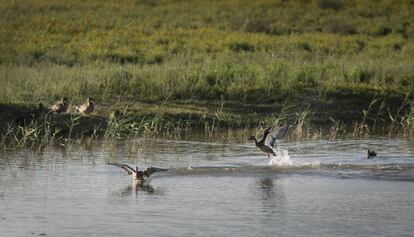 Pollas de agua en el delta del Llobregat. 