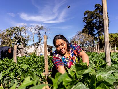 An plantation at the Cuatro Pinos Cooperative, in Guatemala, which has promoted a temporary labor migration program with the United States since 2016.