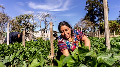 Una agricultura de la Cooperativa Cuatro Pinos, en Guatemala, que desde 2016 fomenta un programa de migración laboral temporal con EE UU.