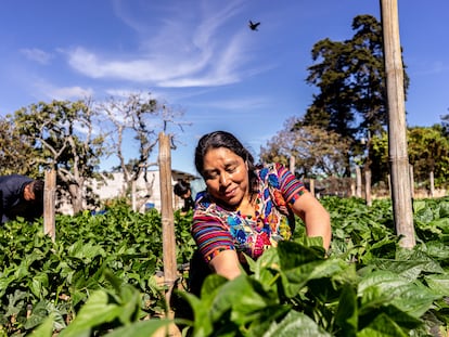 Una agricultura de la Cooperativa Cuatro Pinos, en Guatemala, que desde 2016 fomenta un programa de migración laboral temporal con EE UU.