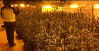 A marijuana grow house raided by Spain's National Police. 
