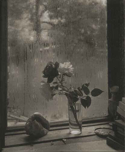 La rosa más reciente, 1956