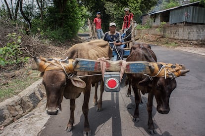 Un hombre conduce una carreta tirada por vacas en Llopango, El Salvador, en una fotografa de archivo. 
