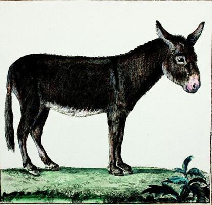 Calcografía de un 'Equus Africanus asinus', de autor desconocido, perteneciente a la colección del naturalista Van Berkhey.