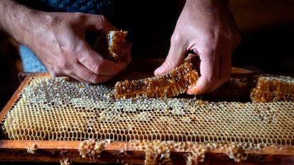 Proceso de recolección en una granja de miel orgánica en Pollença (Mallorca).