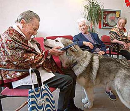 Varias ancianas con perros amaestrados en Navalcarnero.