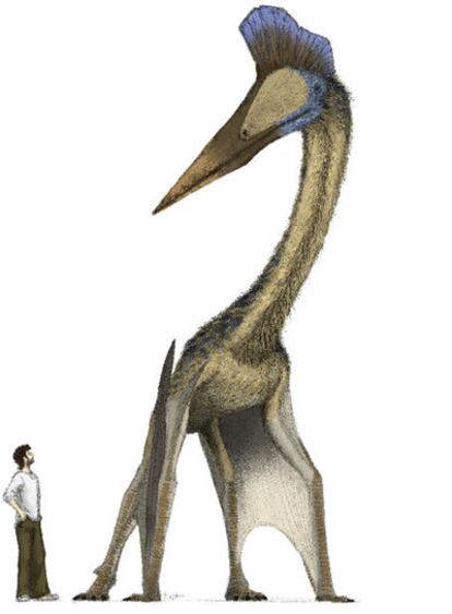 Dibujo de un pteosaurio &#39;azhdárquido&#39;