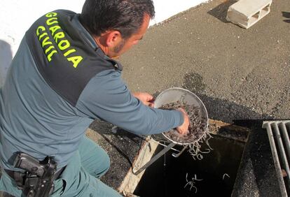 Operación contra el tráfico de angulas en Sevilla en 2013. 