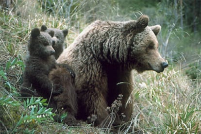 Osos pardos.