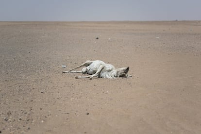 Una cabra muerta yace en la arena, cerca del puesto fronterizo de Assamaka, en la región del desierto de Tenere. Viajando a temperaturas que alcanzan los 48 grados en verano, la gran monotonía del desierto desnudo de Tenere está roto por los cadáveres de vehículos abandonados, árboles solitarios capaces de sobrevivir con el más leve susurro de agua, barriles de agua oxidados y llantas de camión barridas por arena usadas como marcadores de distancia.  