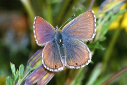 Mariposa azul, lepidóptero objeto de estudio de Vila y Nabokov.