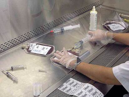 Personal médico maneja en un laboratorio muestras de sangre de cordón umbilical.
