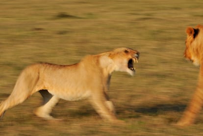 Leones de malas pulgas en el Serengeti, la semana pasada.