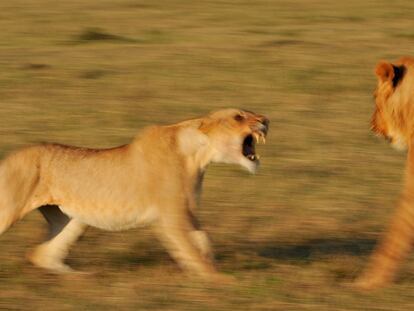 Leones de malas pulgas en el Serengeti, la semana pasada.