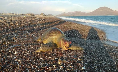 Una tortuga caguama muerta, a unos kilómetros del derrame de Grupo México en Guaymas (norte de México).
