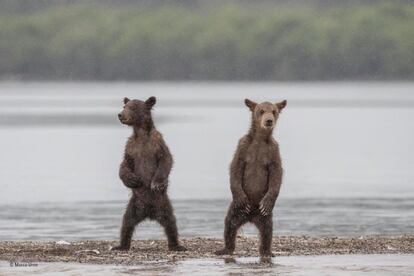 El fotógrafo Marco Urso captó esta imagen de dos crías de osos pardos en el lago Kuril, en Rusia. Cada año millones de salmones van al lago de desovar.