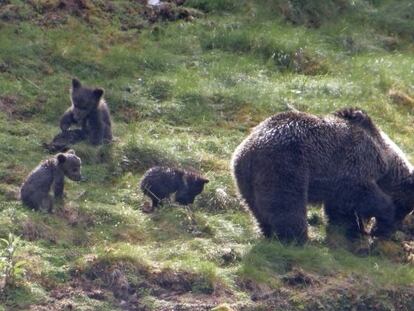 Osos en la parte occidental de la Cordillera Cantábrica.