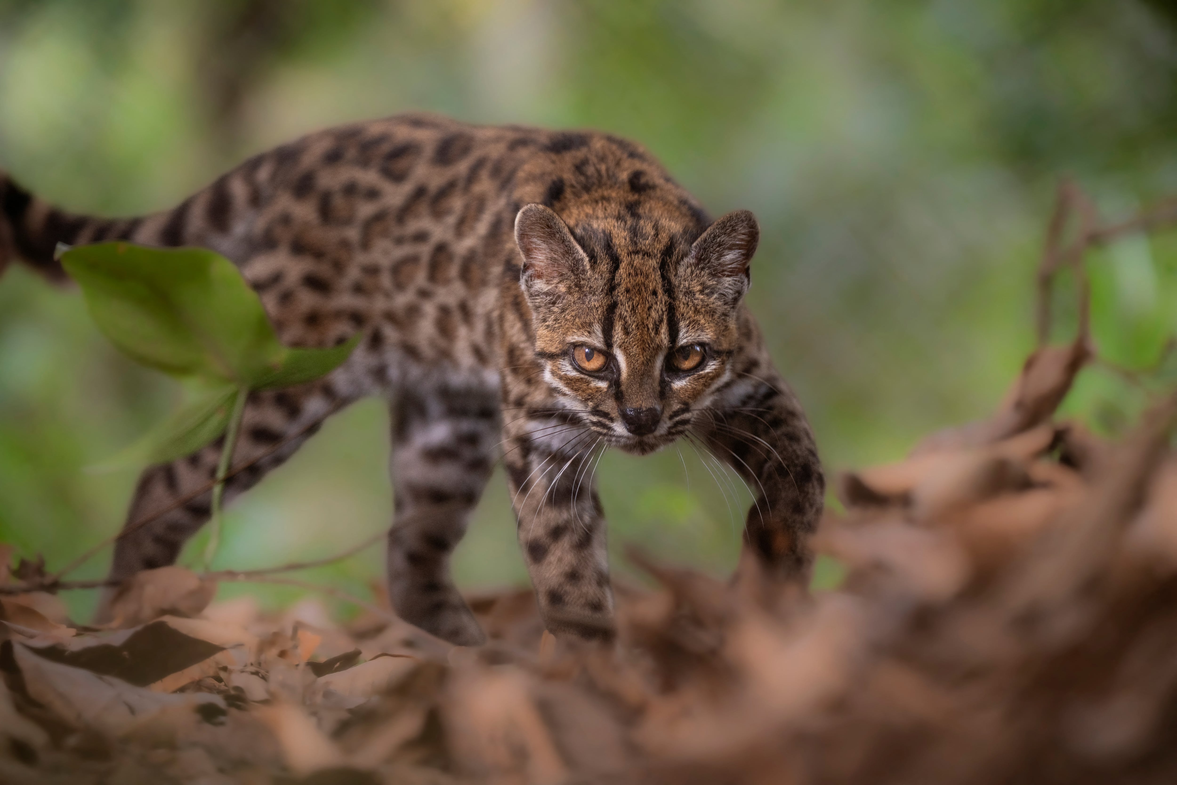 El tilcayo, primer felino salvaje descubierto en más de cien años