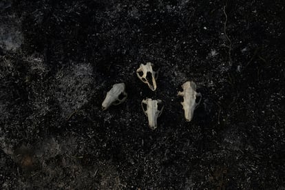 Restos óseos de animales a las orillas del delta del Paraná.