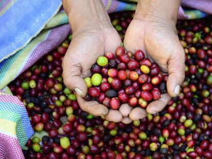 Semillas de caf&eacute; en Per&uacute;.