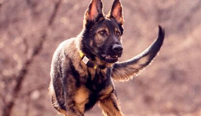 Fi, el collar inteligente para perros.