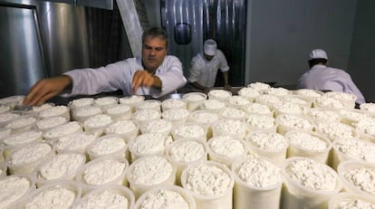 Alfredo González supervisa el proceso de fabricación del queso Moho Blanco el pasado viernes.