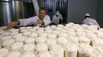 Alfredo González supervisa el proceso de fabricación del queso Moho Blanco el pasado viernes. 