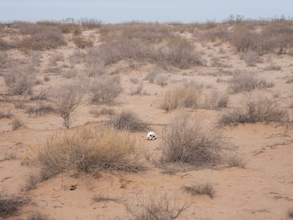 Restos de una mujer migrante en el desierto, a unos 20 km al oeste de El Paso, el pasado 22 de enero. 