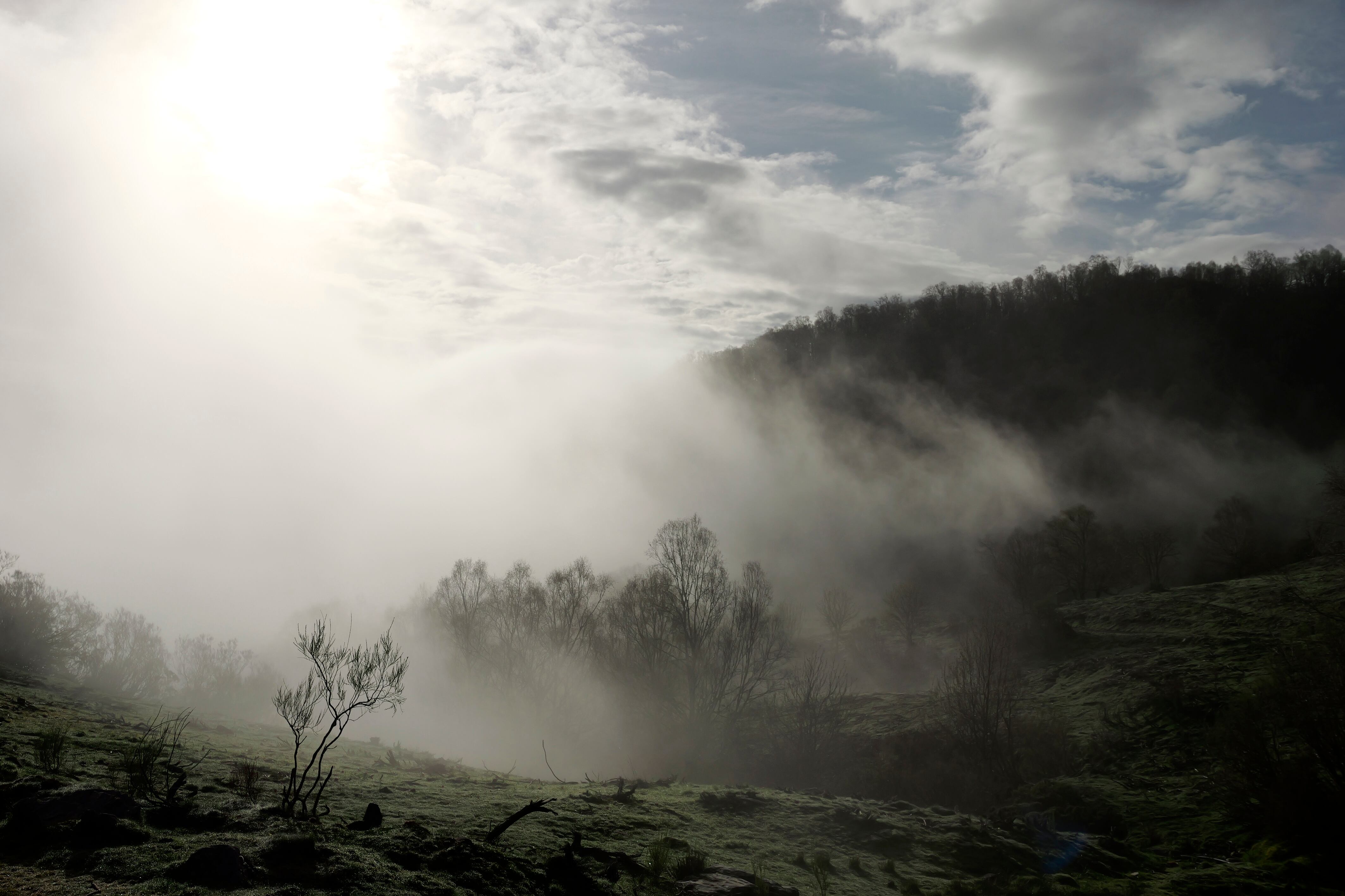 El bosque entre la niebla. 