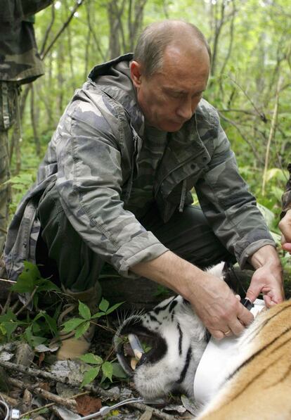 Russian Prime Minister Vladimir Putin fixes a GPS-Argos satellite transmitter onto a tiger during his visit to the Ussuriysky forest reserve of the Russian Academy of Sciences in the Far East on August 31, 2008.