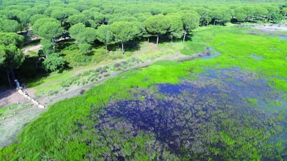 Una de las lagunas del Parque de Doñana que se están regenerando.