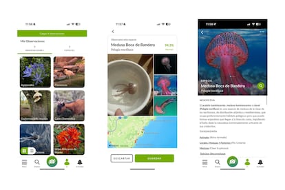 Captura de pantalla de la aplicación iNaturalist