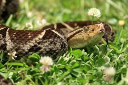 Fotografía en la que se observa una serpiente terciopelo, una de las especies escogidas para probar una sustancia extraída de un árbol muy común en algunos países suramericanos, el Ipé amarillo. EFE/Archivo