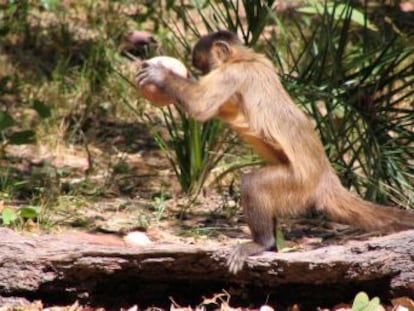 Unos capuchinos de Brasil abren anacardos con piedras desde hace siete siglos