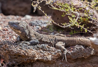 Retrato de un lagarto gigante de El Hierro.