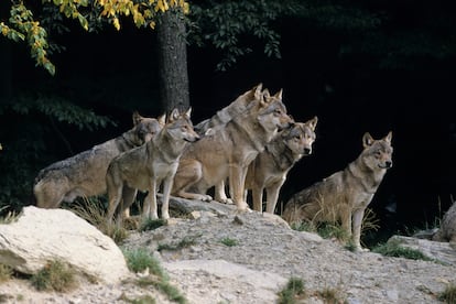 Una manada de lobos.