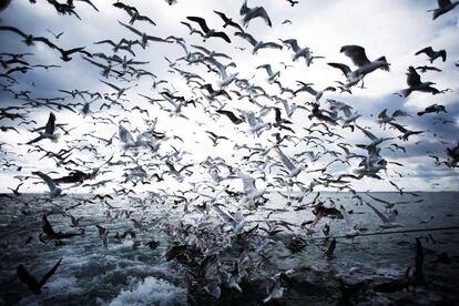 Gaviotas siguen el barco de arrastre Nounoute en la costa de Ouistreham (noroeste de Francia).