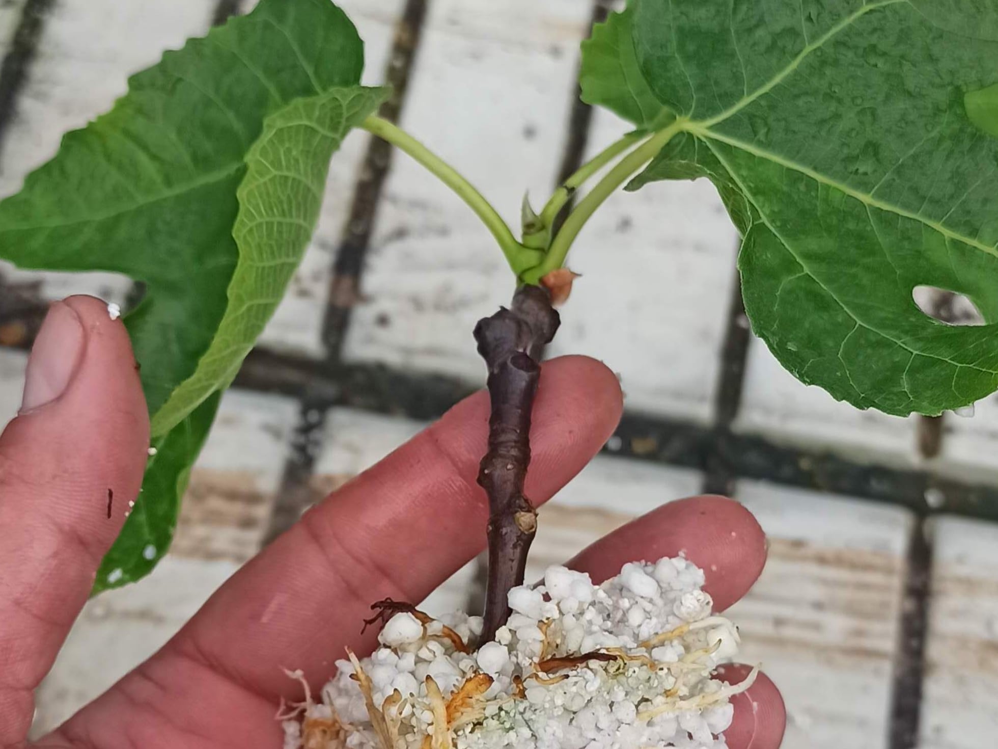 En Que Mes Se Plantan Los Esquejes De Higuera elpais.com