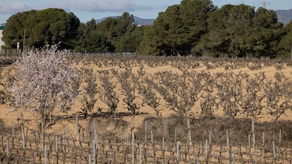 Viñas en terrenos afectados por la sequía en el Penedès (Barcelona).