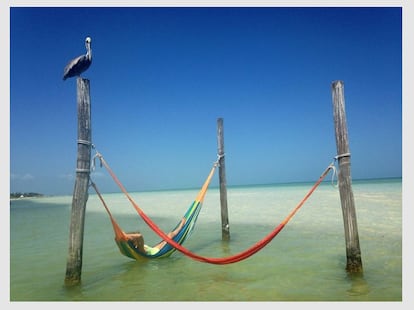 'A la sombra del Pelícano', una fotografía que nos llega desde la Isla de Holbox en el Caribe Mexicano y su autora añade la siguiente descripción. "Los Mayas llamaron ‘hoyo negro’ a esta isla del Caribe Mexicano. Reserva Natural Yum Balam".