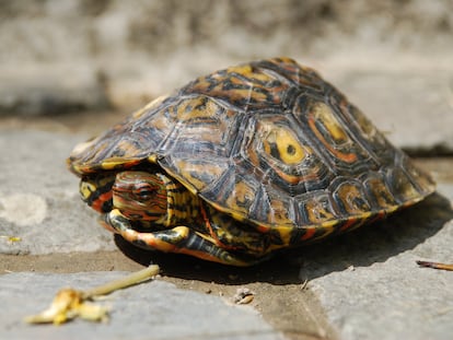 El ‘habla’ entre tortugas apunta a un ancestro común con los humanos de hace 400 millones de años