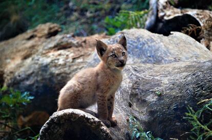 El lince europeo que ha nacido en cautividad en el Pirineo.