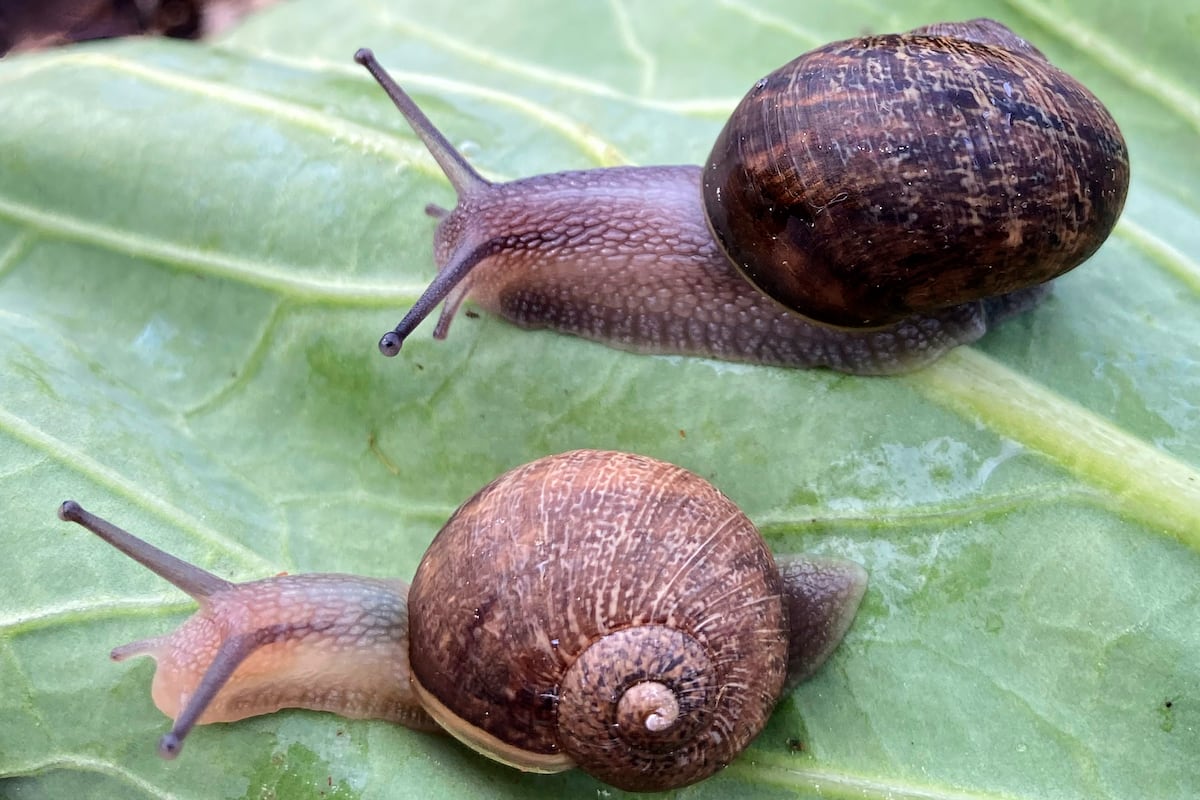 El sexo de los caracoles, tal como está el mundo